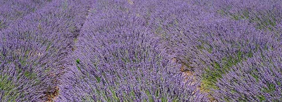 Sprachreise Aix-en-Provence